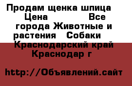 Продам щенка шпица.  › Цена ­ 15 000 - Все города Животные и растения » Собаки   . Краснодарский край,Краснодар г.